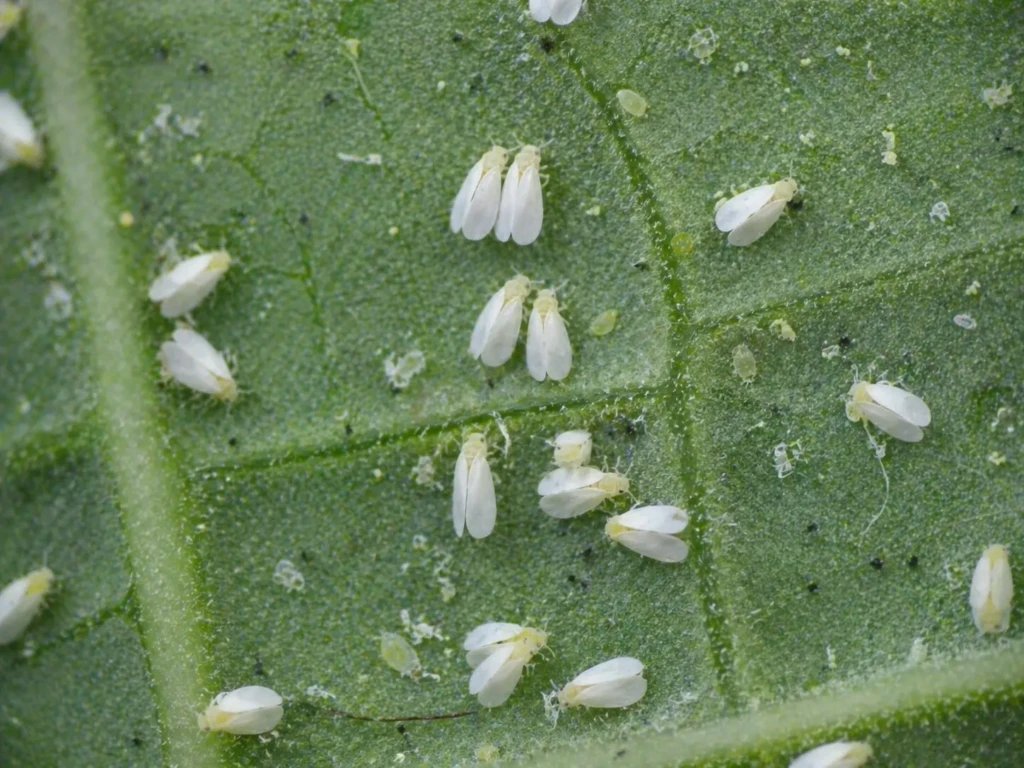 Mączlik szklarniowy