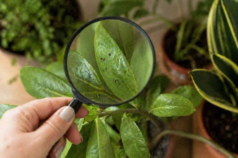 Szkodniki roślin doniczkowych