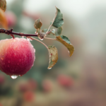 fresh-red-apple-with-water-drops-branch-orchard